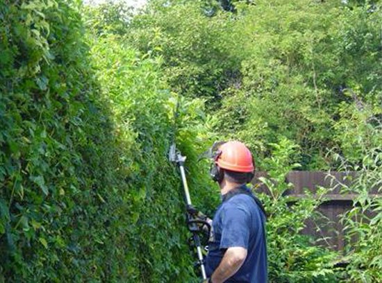 bjslandscapes-HEDGE-CUTTING-service